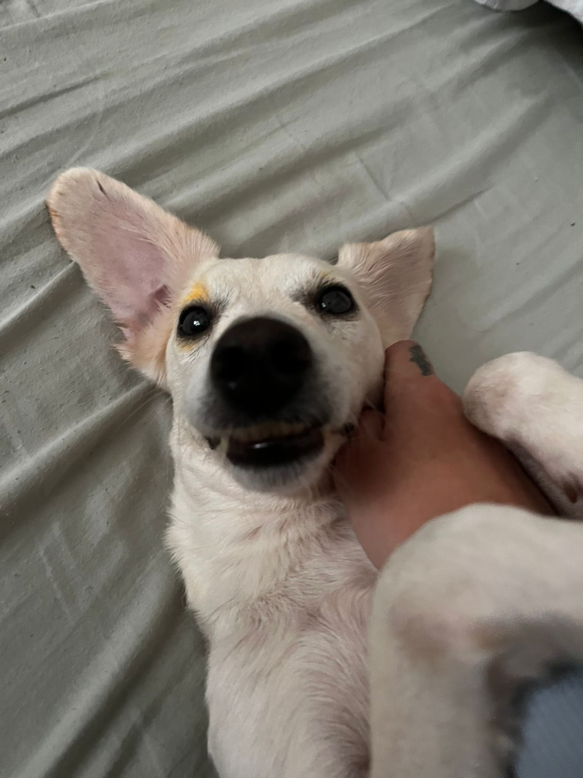 Perro blanco feliz recibiendo cariño