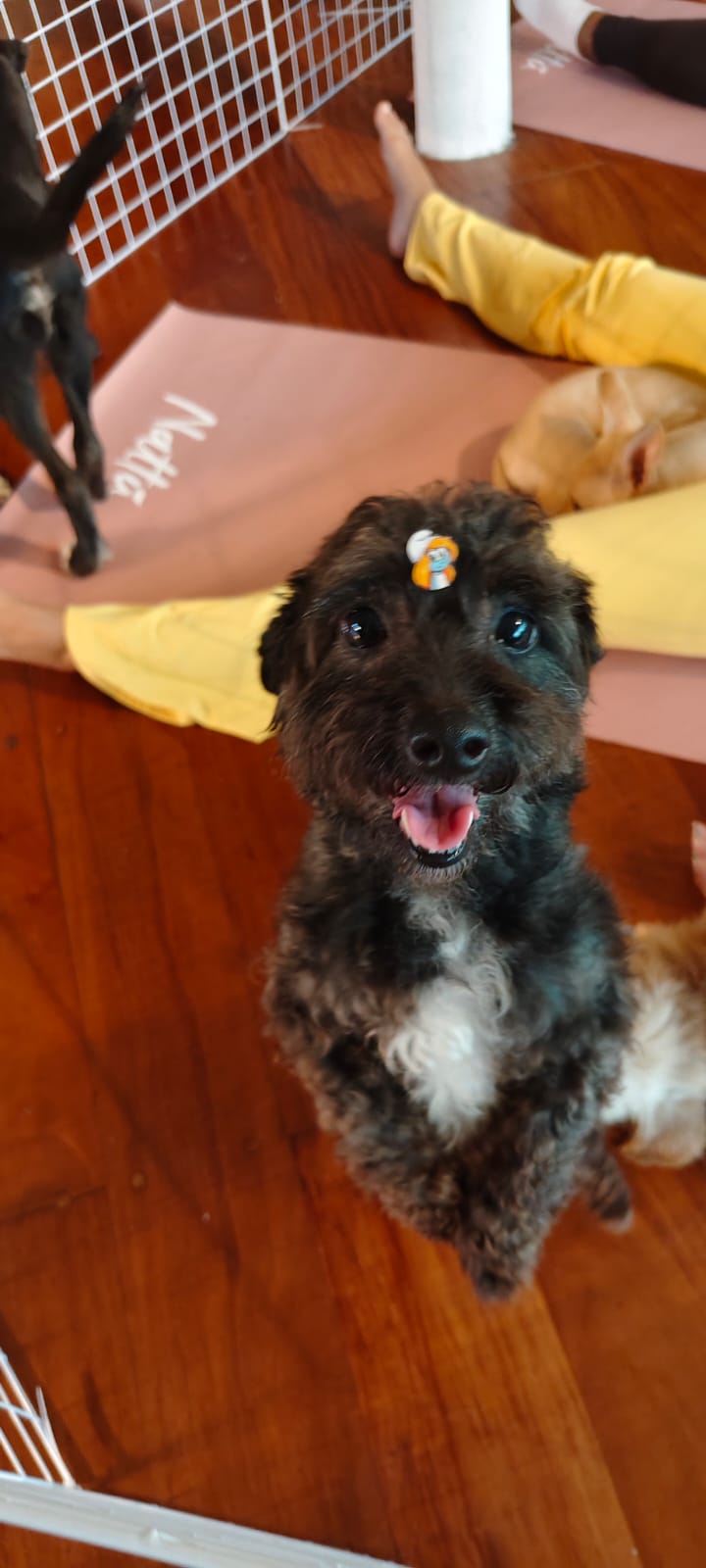 Perro feliz recuperado
