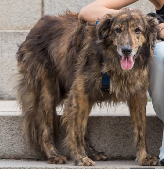 Perro grande y peludo recuperado
