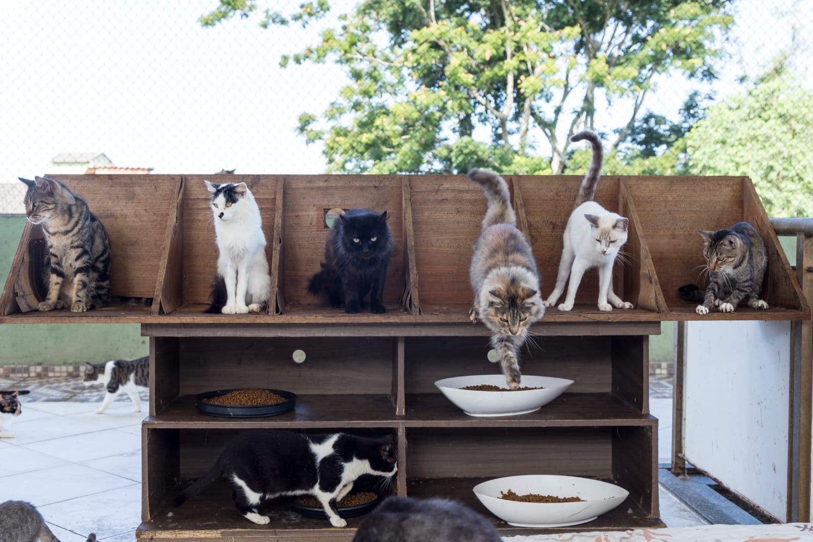 Gatos en el refugio